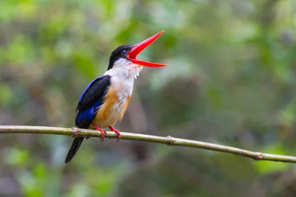 Kingfisher de capa preta Risos . — Fotografia de Stock