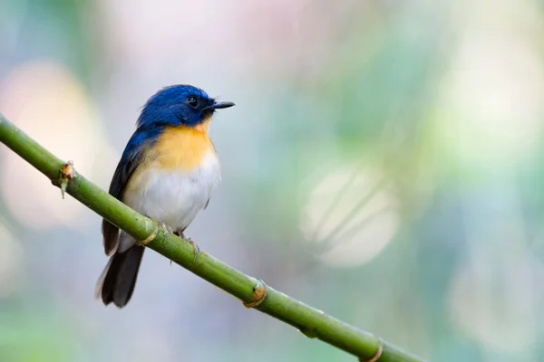 Tickell-blauer Fliegenfänger — Stockfoto