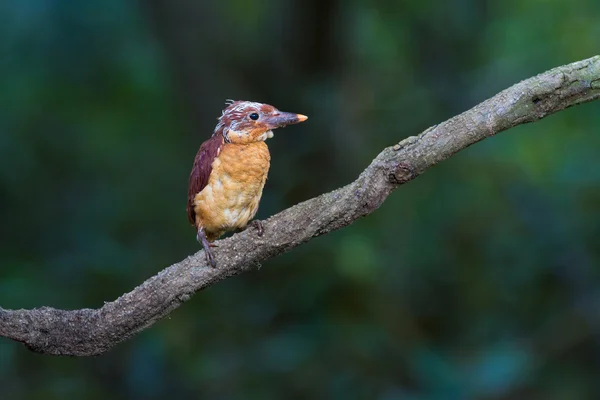 Ruddy kingfisher juvenil — Fotografia de Stock