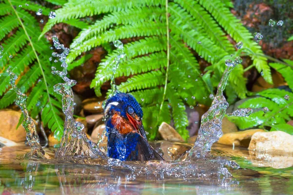 Mavi kulaklı Kingfisher - erkek — Stok fotoğraf