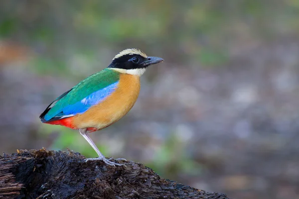 Pitta-de-asa-azul — Fotografia de Stock