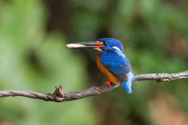 Kingfisher de orelhas azuis (masculino ) — Fotografia de Stock