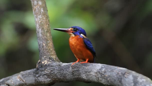 Mavi kulaklı Kingfisher (erkek) — Stok video