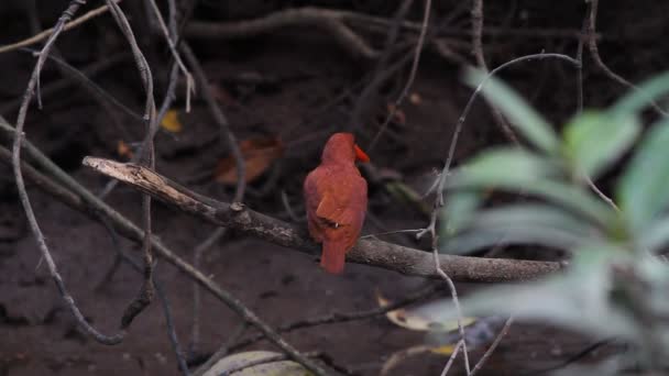 Ruddy Kingfisher ta ett bad — Stockvideo