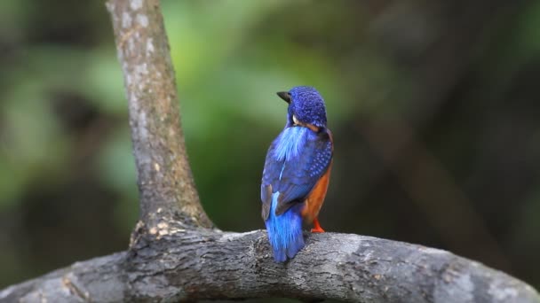 Alerta Kingfisher (macho) de orejas azules — Vídeos de Stock