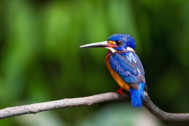 Mavi kulaklı Kingfisher (erkek)