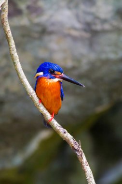 Mavi kulaklı Kingfisher (erkek)