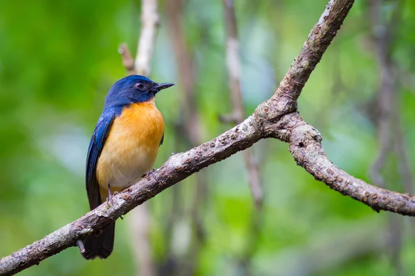 Manguezal Blue Flycatcher (masculino ) — Fotografia de Stock