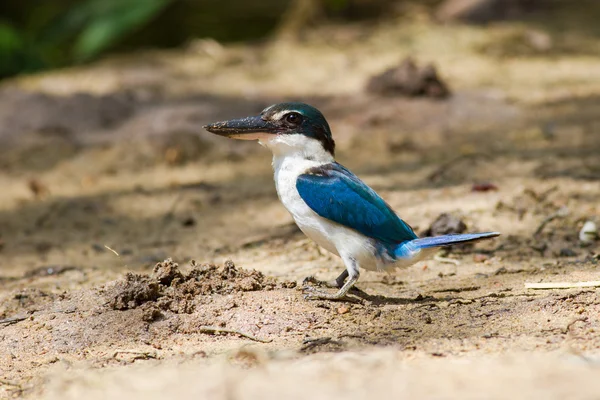 Pescador de reinos con cuello — Foto de Stock