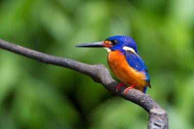 Mavi kulaklı Kingfisher (erkek)