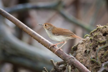 Beyaz göğüslü yedikardeşi