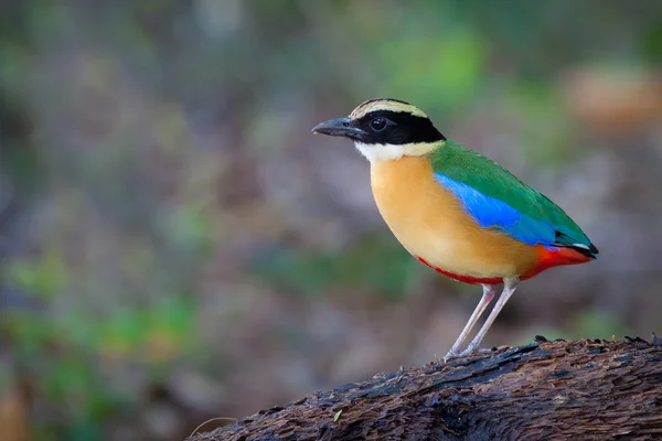 Pitta-de-asa-azul — Fotografia de Stock