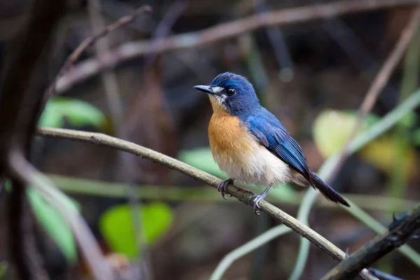 Mangrove blauwe vliegenvanger (female) — Stockfoto
