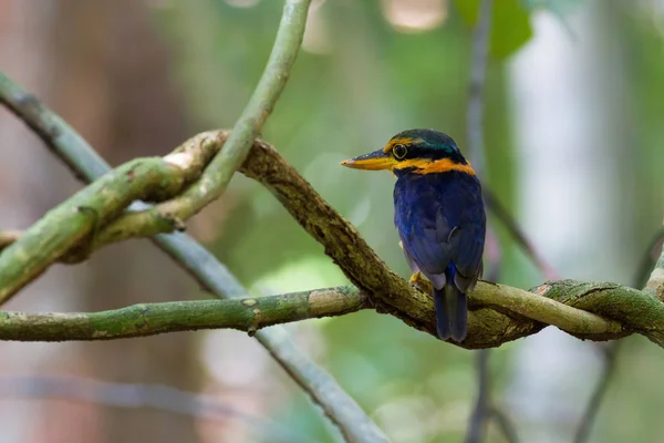 Kingfisher-de-colarinho-rufo — Fotografia de Stock