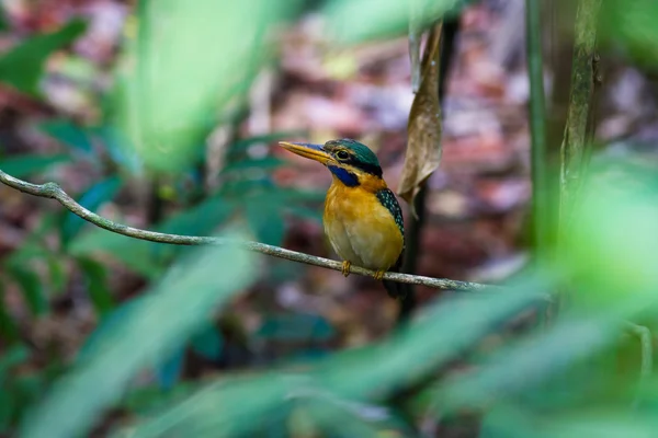 Rufous-collared Kingfisher (female) — Stock Photo, Image