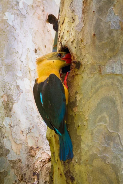 Čáp účtoval Kingfisher fedding — Stock fotografie