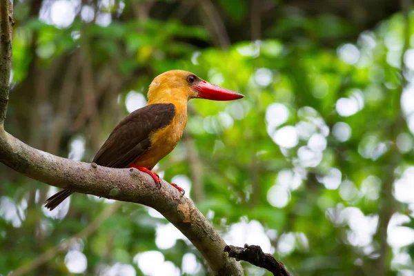 Kahverengi kanatlı kingfisher — Stok fotoğraf