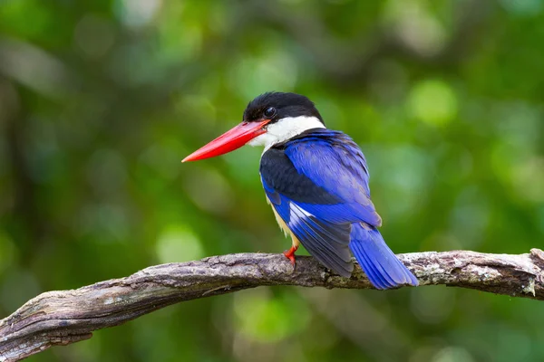 Kingfisher preto-tampado — Fotografia de Stock