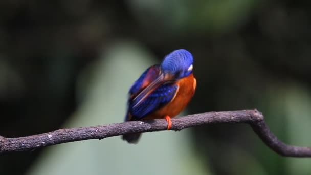 Μπλε-eared Kingfisher (αρσενικό) καθαρίζω με το ράμφος φτερά — Αρχείο Βίντεο