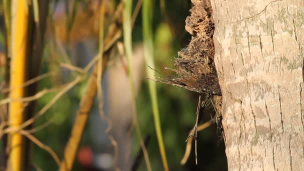 Gekraagde ijsvogel — Stockvideo