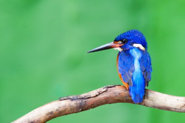 Mavi kulaklı Kingfisher (erkek)