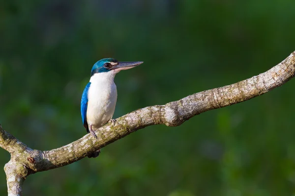 Gekraagde ijsvogel — Stockfoto