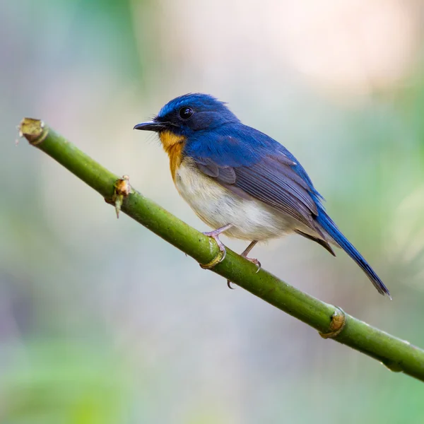 Tickell 's Blue Flycatcher — стоковое фото