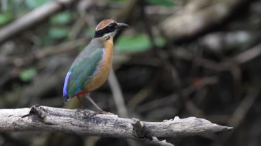 Mangrov pide şube üzerinde