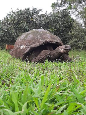Galapagos, oyuncu, rahatla, chll