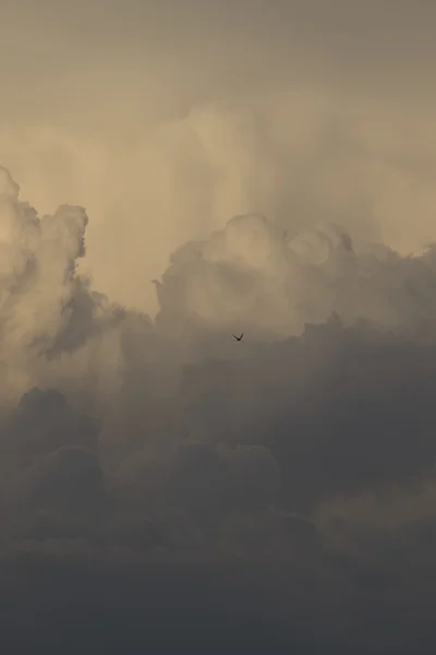 Nuvens e um pássaro — Fotografia de Stock