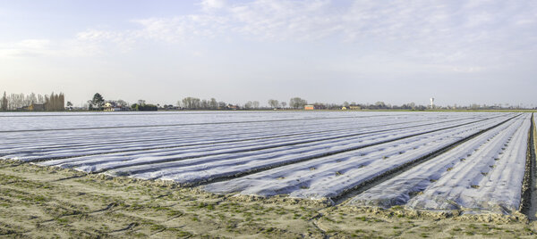 plastic mulch fumigation