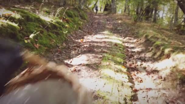 Pov shot van een hand met een mand vol kastanjes tijdens het wandelen in het bos in de herfst met fel licht achtergrond — Stockvideo