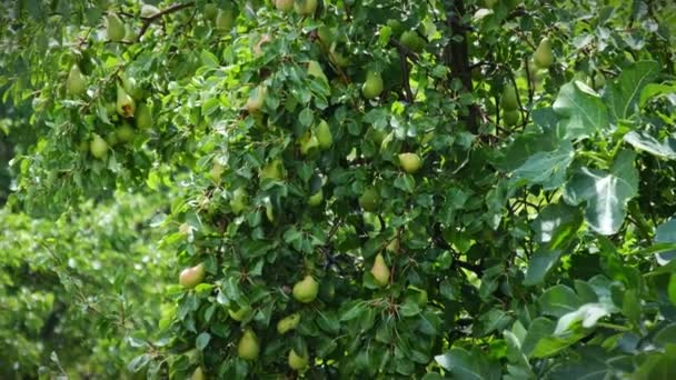Horisontell rörelse på detalj av träd full av päron med bakgrund av intensiva gröna och naturliga — Stockvideo