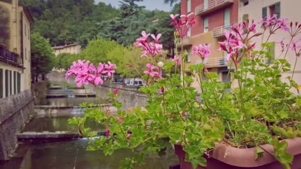 Lila Blumen in alten italienischen farbenfrohen Stadt mit Fluss Creek in der Toskana - Italien — Stockvideo