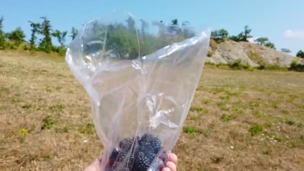 자연을 배경으로 비닐봉지에서 야생 블랙베리를 수확하는 손의 포 브 사진 — 비디오
