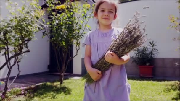 Provence lavander baggrund med mennesker en baby pige holde en flok lavandula eller fransk lavanda – Stock-video