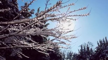 sun through snowy branches of tree in beautiful background on bright sunny day