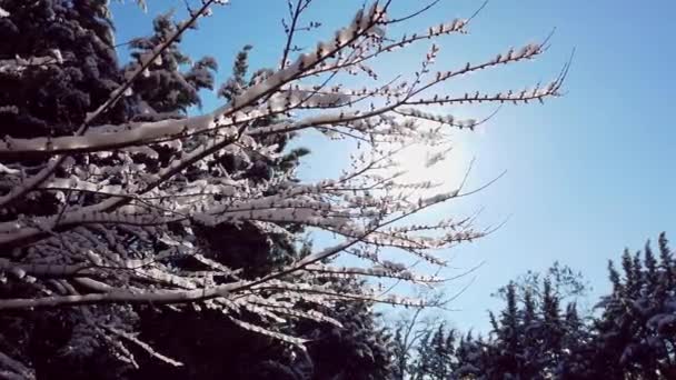 Sun through snowy branches of tree in beautiful background on bright sunny day — Wideo stockowe