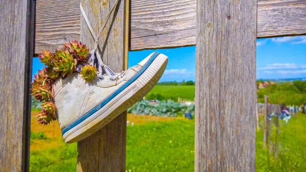 Colgar zapatos de zapatillas blancas para cercar - zapatos hipster reutilización en fondo natural —  Fotos de Stock