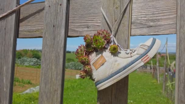 Hang white sneakers shoes to fence - hipster shoes reuse in natural background — Stock Video