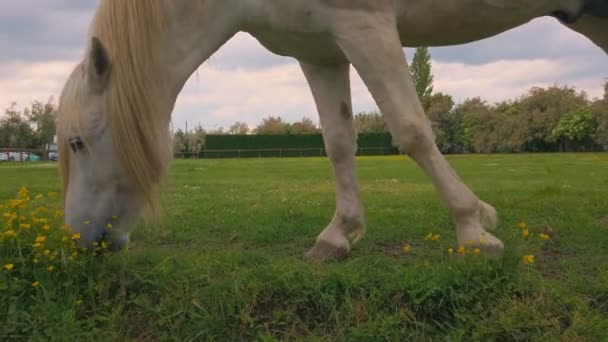 Biały camargue koń z długą blond grzywą zjada kwiaty trawy w piękny wieczór zachód słońca — Wideo stockowe