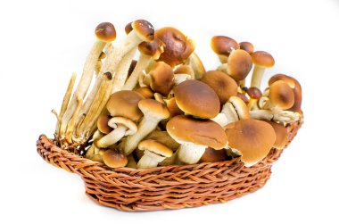 küçük mantar izole sepet beyaz arka plan - maddeler