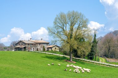 içinde belgili tanımlık geçmiş eski bir kulübe ile otlatma koyun