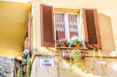 Rimini, İtalya - 26 Ocak 2013 - bitkilerin bir rüzgar tırmanma