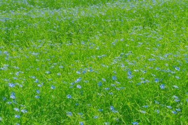 Çiçekli keten Linum Usitatissimum, mavi keten çiçekleri yeşilliğin arka planına yakın plan, yaz, kırsal alan