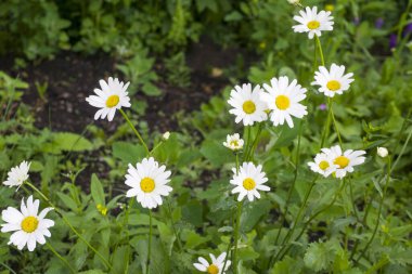 Yeşil çimenlerin üzerinde papatya çiçekleri, aile bayramının bir sembolü, sevgi ve sadakat.