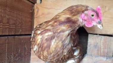 Organik Doğal Kızıl Köy tavuğu yumurtlamak için yuvaya girer.