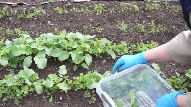 A woman in blue gloves pulls radishes from the garden bed and folds into a transparent container. Village life. The garden with your own hands. Eco-friendly products — Stock Video