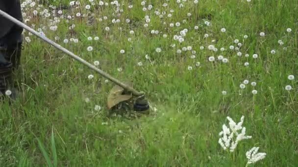 Un hombre con botas de goma corta hierba verde y dientes de león blancos con una recortadora de gasolina. Control de malas hierbas, mantenimiento del jardín — Vídeo de stock