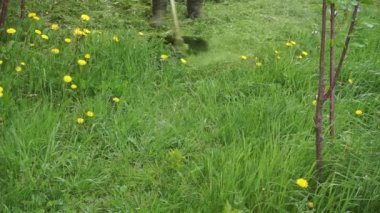 Lastik çizmeli bir adam yeşil çimenleri ve benzin makası ile sarı karahindibaları biçiyor. Ot kontrolü, bahçe bakımı